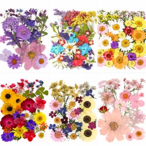 Puede incluir: Una colección de flores secas en varios colores, incluyendo morado, rosa, amarillo y blanco. Las flores están dispuestas en seis grupos rectangulares separados, mostrando una variedad de formas y tamaños, perfectas para manualidades o decoración.
