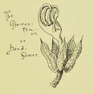 May include: A vintage botanical illustration of a flower, with a hand-drawn style. The image features a central flower with detailed petals and a stem. Text in cursive script reads "The Cheiros= tem-on or Hand: Flower."