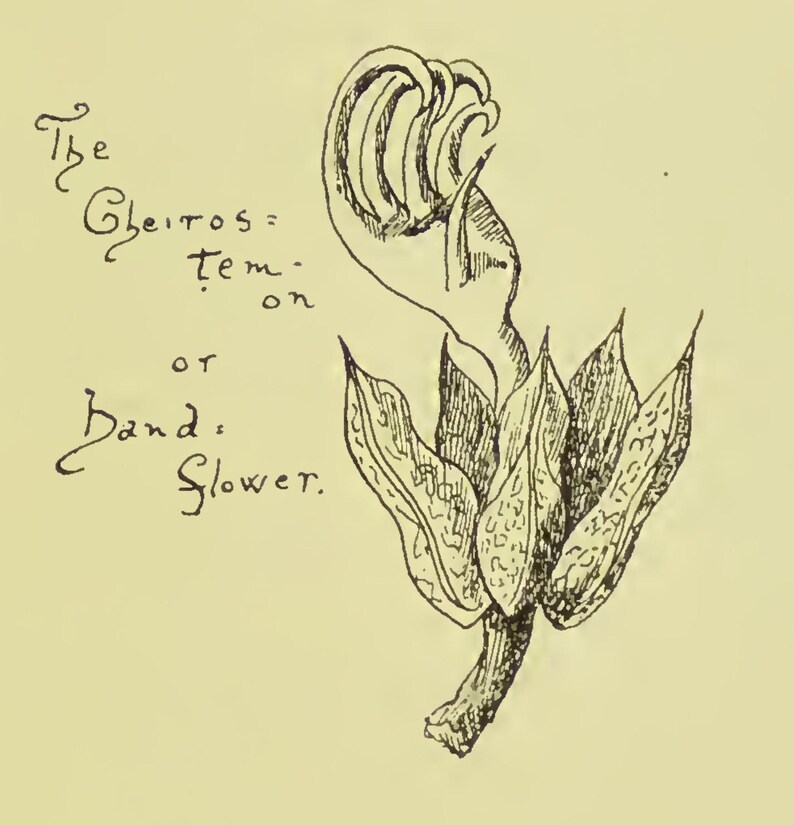 May include: A vintage botanical illustration of a flower, with a hand-drawn style. The image features a central flower with detailed petals and a stem. Text in cursive script reads "The Cheiros= tem-on or Hand: Flower."