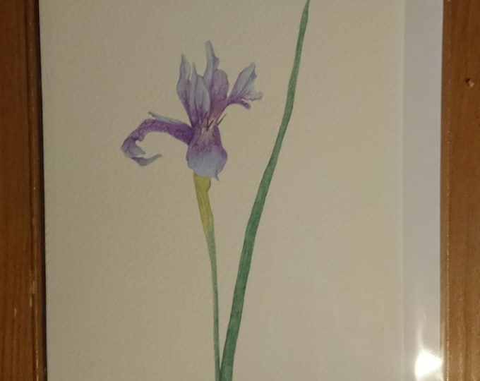 Blue Iris card or giclee print, botanical art, gift box