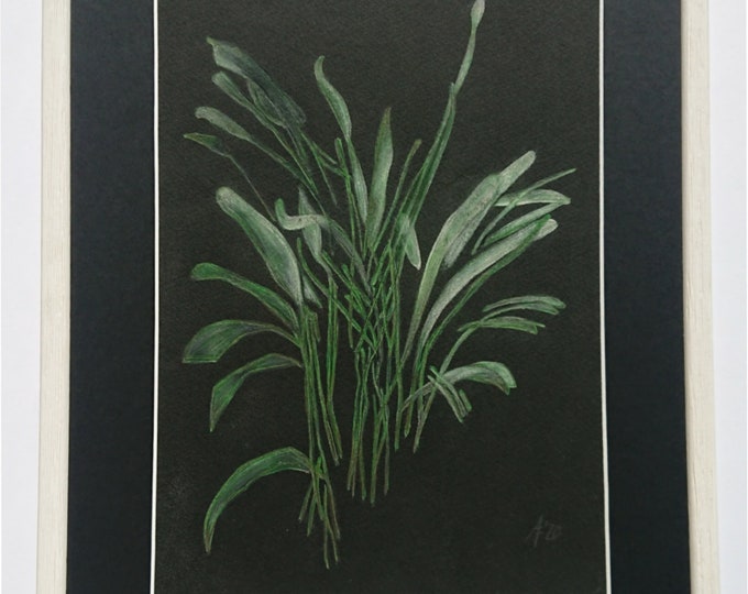 Framed botanical art, Areca on Black