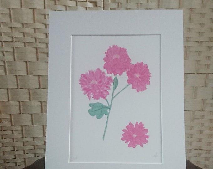 Chrysanthemum botanical art limited edition print, cards and original artwork