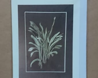 Areca on Black, blank inside card