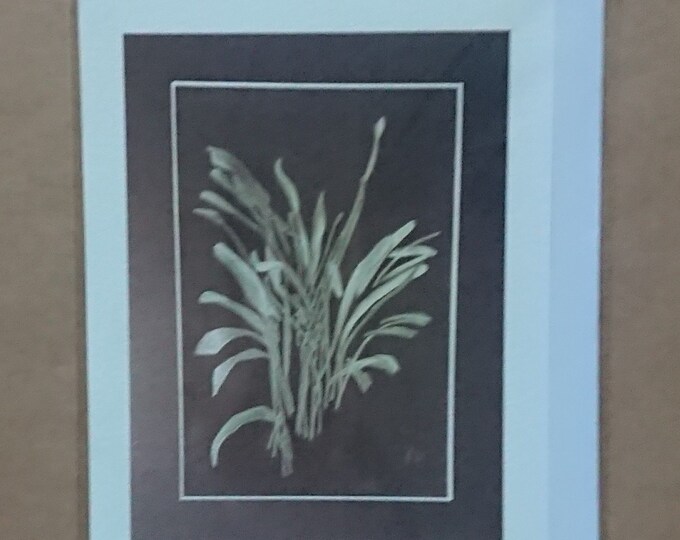 Areca on Black, blank inside card