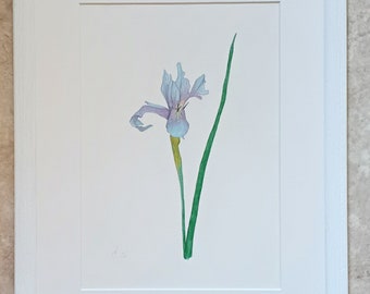 Blue Iris framed original oil pastel and pencil botanical flower artwork