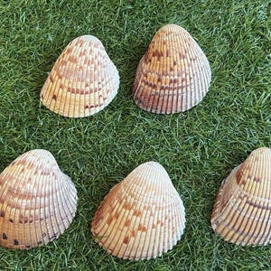 May include: Five seashells with a ribbed texture and a mix of tan, brown, and cream colors are arranged on a bed of green grass. The shells have a fan-like shape.
