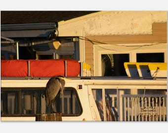 Blue Heron Canvas Print, Coastal Wildlife Photography, Wall Art