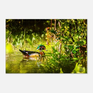 Wood Duck Canvas Print | Elusive Drake Morning Water Art | Home Decor Gift | Wildlife Nature Wall Art