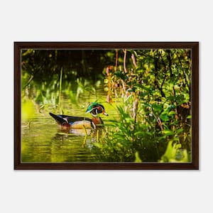 Wood Duck Canvas Print | Elusive Drake Morning Water Art | Home Decor Gift | Wildlife Nature Wall Art - Framed Canvas