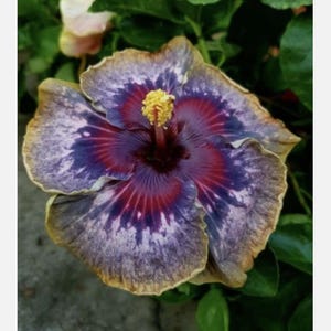 100 Purple Yellow Hibiscus Seeds Hibiscus Rosa-sinensis Garden Flowers Seed