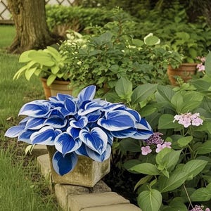 100 Blau Weiße Hosta Pflanzensamen Hosta Plantagea Gartenblumen Stauden
