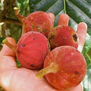 100 Red Fig Seeds Ficus habrophylla Fig Tree Caledonia Fig Organic Fruit