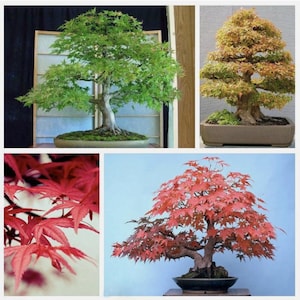 20 Maple Seeds Maple Tree Seed Ornamental Bonsai Tree
