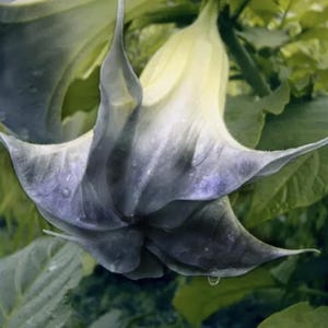 100 Black White Datura Seeds Moonflower Angel&#39;s Trumpet Seed Garden Flowers