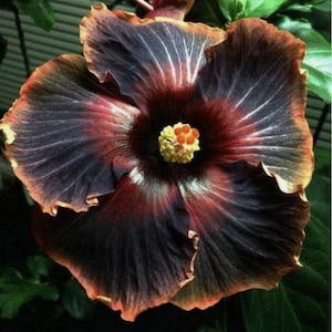 100 Black Hibiscus Seeds Hibiscus Rosa-sinensis Garden Flowers Seed