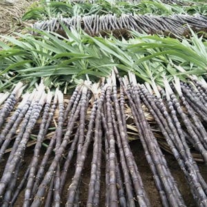 150 Grains Black Sugar Cane Sugarcane Organic Saccharum