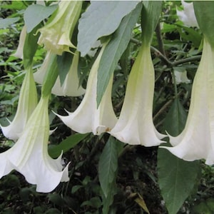 Datura Seed 100 White Datura Seeds Moonflower Angel&#39;s Trumpet Seed Garden Flower