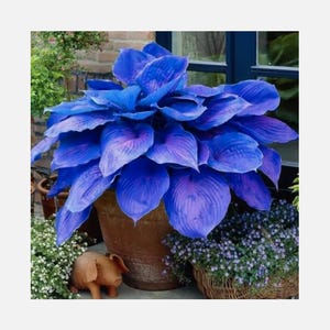 100 Blaue Hosta Pflanzensamen Hosta Plantagea Gartenblumen Stauden