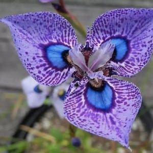 500 Phalaenopsis Samen Schmetterling Orchidee Blumensamen Motte Orchidee Garten Blumen