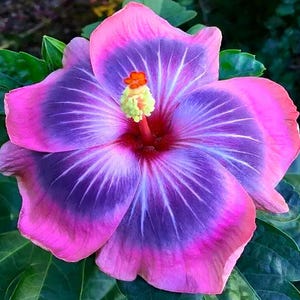 100 Purple Hibiscus Seeds Hibiscus Rosa-sinensis Garden Flowers Seed