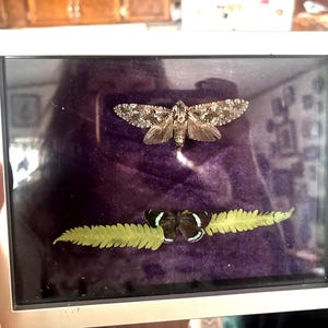 May include: A rectangular white frame containing a dark purple velvet backing. Inside, a large mottled brown moth is positioned above a small black butterfly with white wing markings, which is resting on a single green fern leaf specimen.
