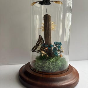 Oddity Art: Vanlig skrika och rubinbärsskalbagge i glaskloche