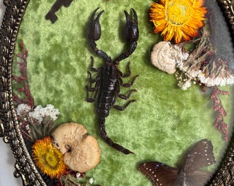 Arte singular: Escorpión gigante del bosque y mariposa huevo malaya