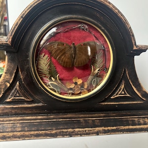 May include: A brown butterfly specimen displayed inside a circular glass frame set within a black, distressed wooden arch. The butterfly is mounted against a red velvet background, surrounded by dried fern leaves and small flowers behind the glass.