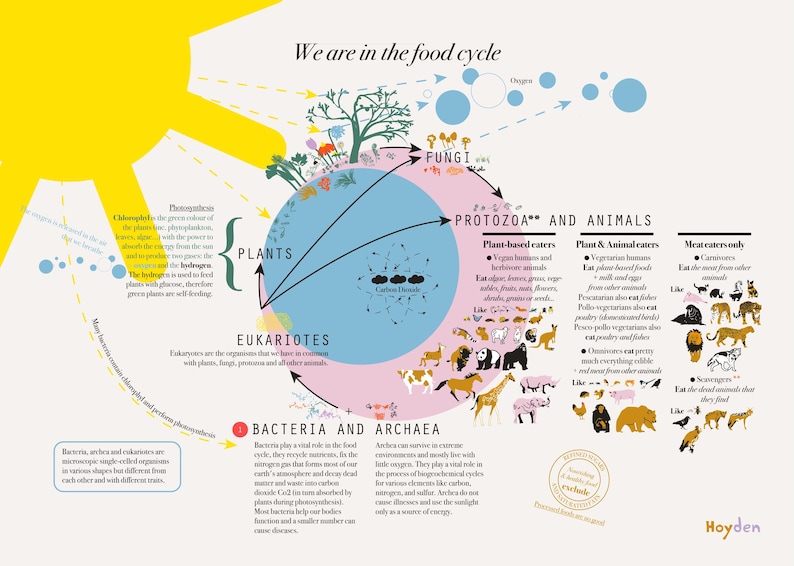Food Cycle Art Print: Bacteria, Plants, Fungi - Matte Finish - Etsy