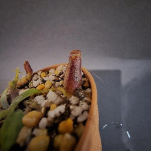 Nepenthes Lowii - Rare Carnivorous Plant