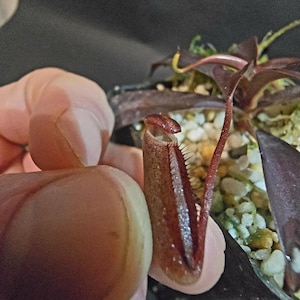 Nepenthes Alba - Rare Carnivorous Plant