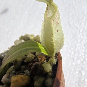 Nepenthes Rafflesiana Giant - size S - Rare Carnivorous Plant