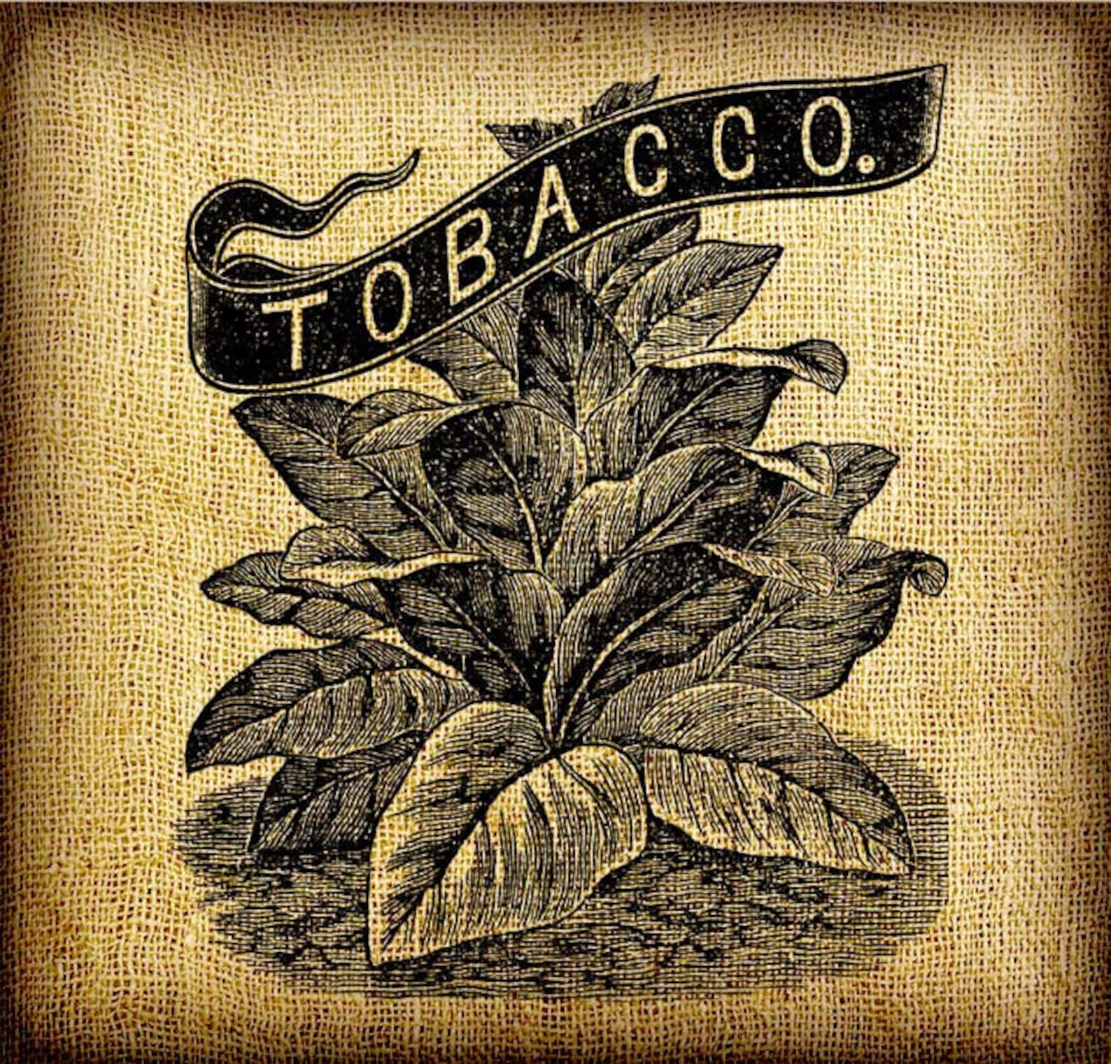 Tobacco Leaves Plant Vintage Digital Image Transfer Download - Etsy