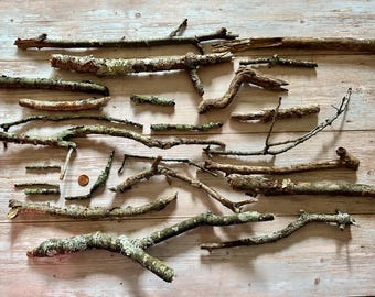 25 Lichen Moss Covered Tree Sticks: Natural Rustic Decor, DIY Crafts