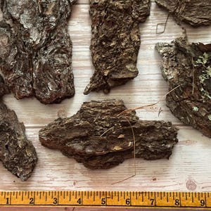 May include: Close-up of several pieces of tree bark with a rough, textured surface. The bark is various shades of brown and gray, with some pieces showing hints of green. A wooden ruler is at the bottom.