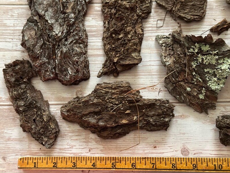 May include: Close-up of several pieces of tree bark with a rough, textured surface. The bark is various shades of brown and gray, with some pieces showing hints of green. A wooden ruler is at the bottom.