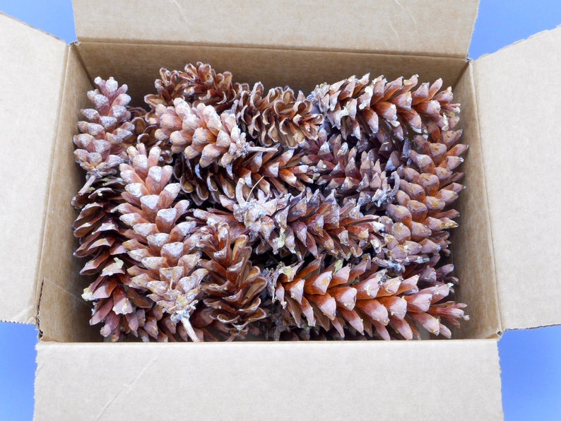 Natural NH Pine Cones 40 Raw Eastern White Pine Cones New Etsy