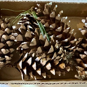May include: A collection of large pine cones, brown with white-tipped scales, inside a cardboard box. A few green pine needles are visible. The arrangement suggests a natural, rustic theme.