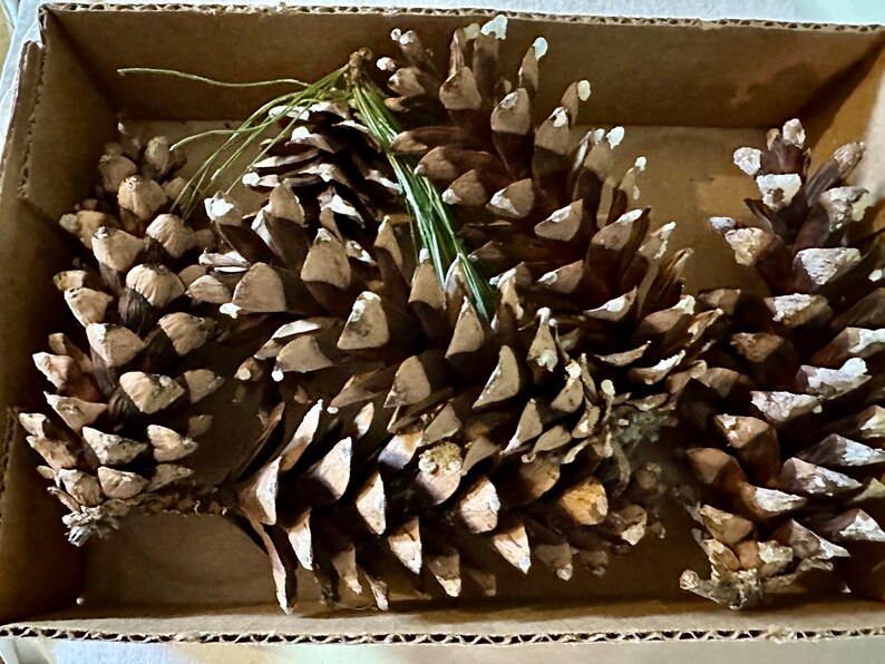 May include: A collection of large pine cones, brown with white-tipped scales, inside a cardboard box. A few green pine needles are visible. The arrangement suggests a natural, rustic theme.