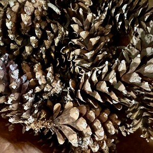 May include: Close-up of a collection of dried pine cones. The cones are brown with white accents, creating a textured and natural appearance. The image suggests a rustic or seasonal theme, suitable for crafts or decor.