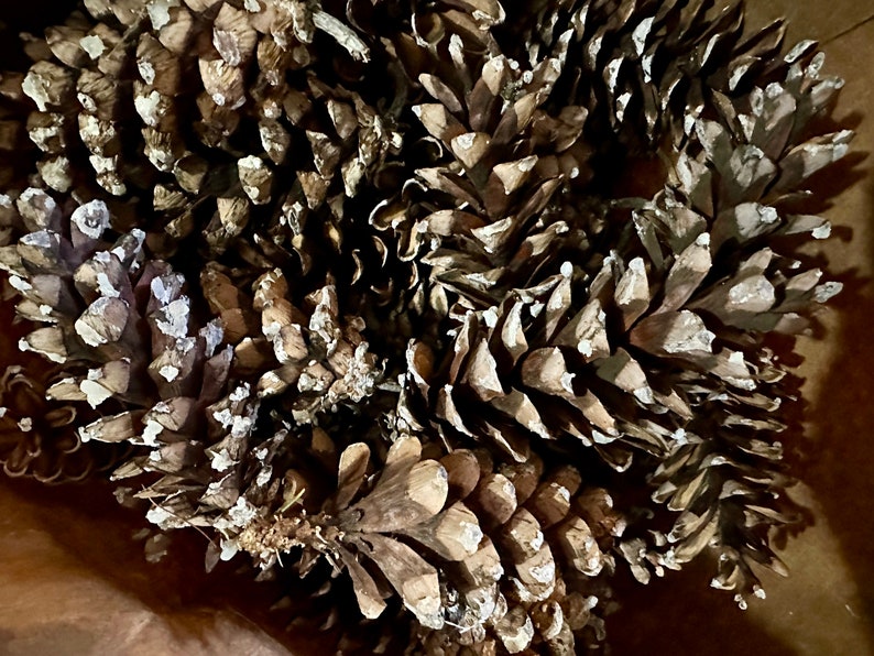 May include: Close-up of a collection of dried pine cones. The cones are brown with white accents, creating a textured and natural appearance. The image suggests a rustic or seasonal theme, suitable for crafts or decor.