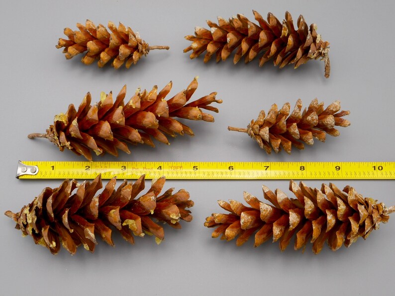 Natural NH Pine Cones 40 Raw Eastern White Pine Cones New Etsy