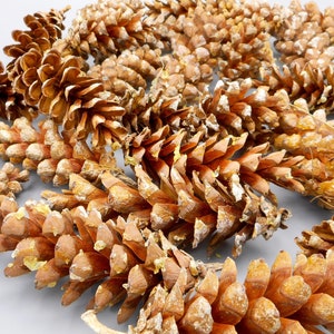 20 Raw Eastern White Pine Cones: Natural New Hampshire Craft Supply