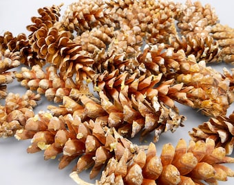 May include: A collection of brown pine cones, some with a white, powdery coating. The cones are arranged in a random pattern on a white surface.