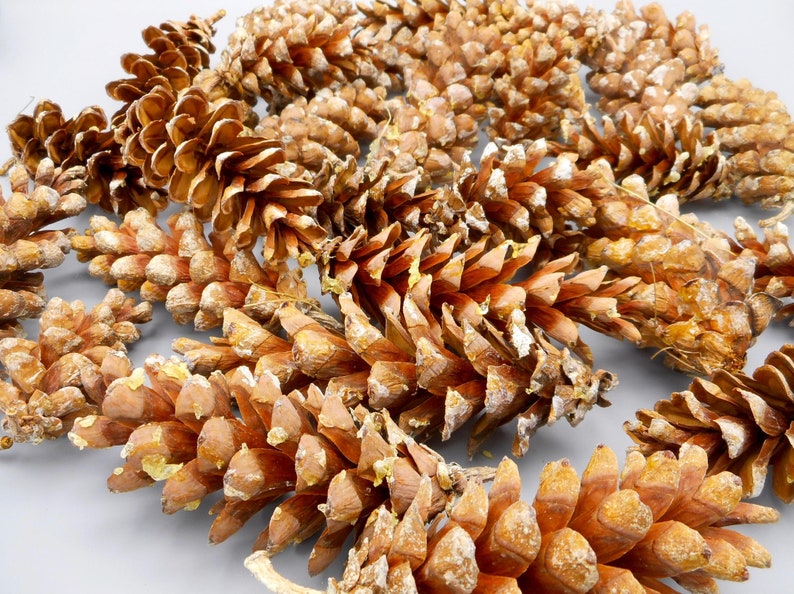 Natural NH Pine Cones 40 Raw Eastern White Pine Cones New Etsy