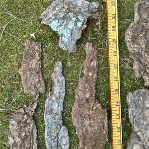 May include: A collection of irregularly shaped pieces of tree bark, ranging in color from brown to gray, with some pieces showing patches of blue-green lichen. A yellow ruler is placed next to the bark, showing measurements up to 24 inches.