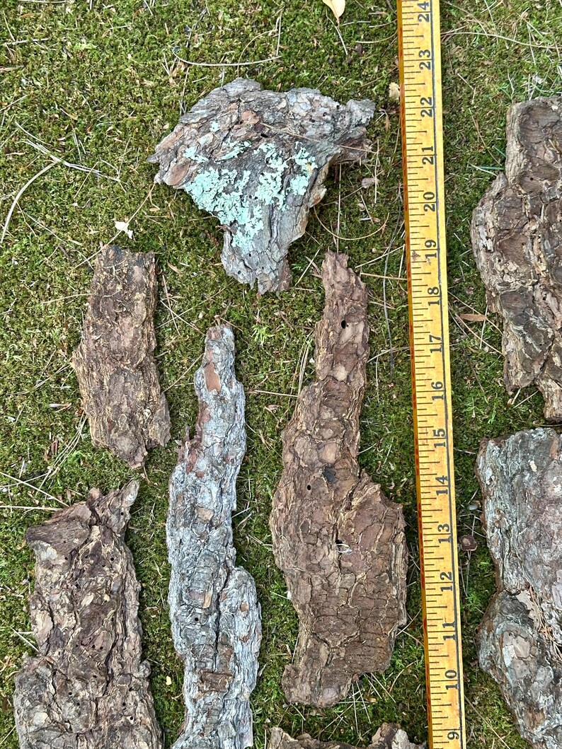 May include: A collection of irregularly shaped pieces of tree bark, ranging in color from brown to gray, with some pieces showing patches of blue-green lichen. A yellow ruler is placed next to the bark, showing measurements up to 24 inches.