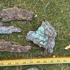 May include: Several pieces of tree bark with varying textures and colors, including brown, gray, and patches of green lichen. A yellow measuring tape is placed near the bark, with measurements from 15 to 24 inches.