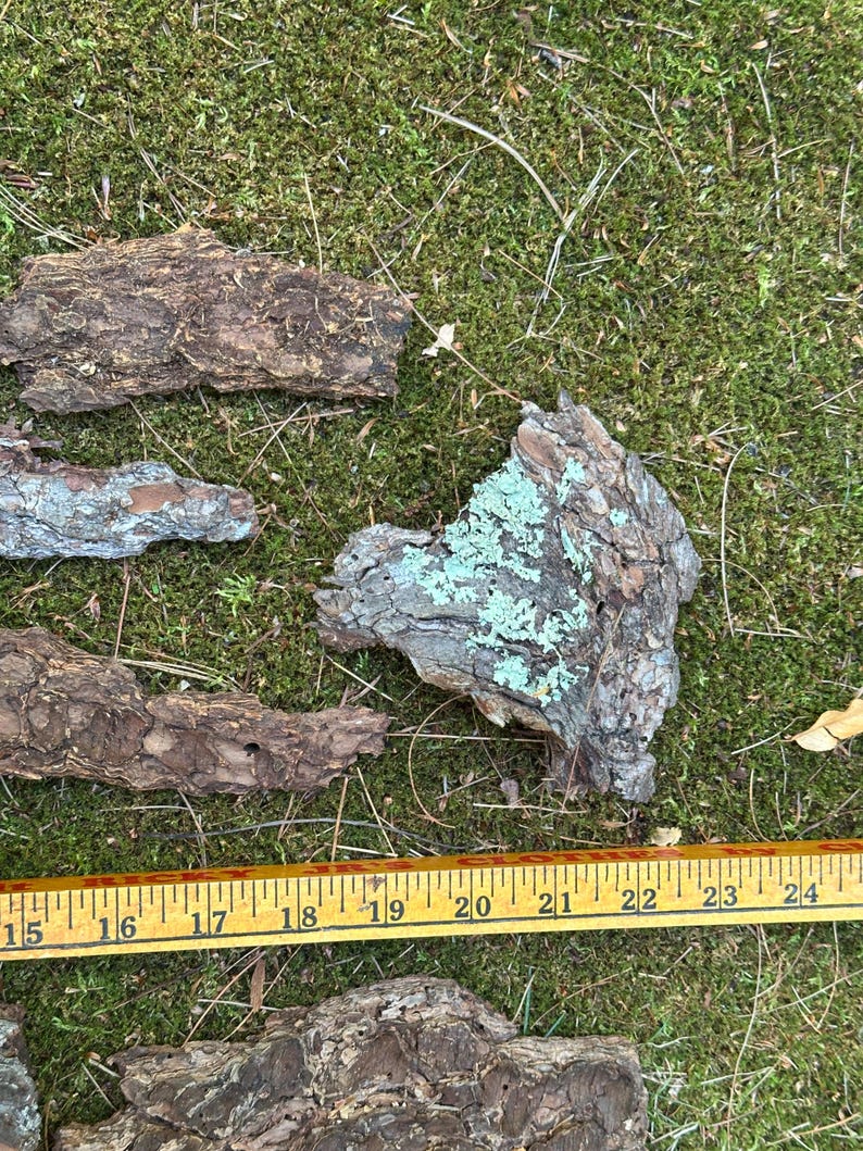 May include: Several pieces of tree bark with varying textures and colors, including brown, gray, and patches of green lichen. A yellow measuring tape is placed near the bark, with measurements from 15 to 24 inches.