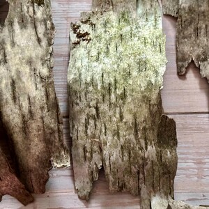 Puede incluir: Primer plano de varios trozos de corteza de abedul, que muestran un aspecto natural y texturizado. La corteza es principalmente gris y marr&oacute;n, con toques de verde y l&iacute;neas verticales m&aacute;s oscuras. Las piezas est&aacute;n dispuestas sobre una superficie de madera clara.